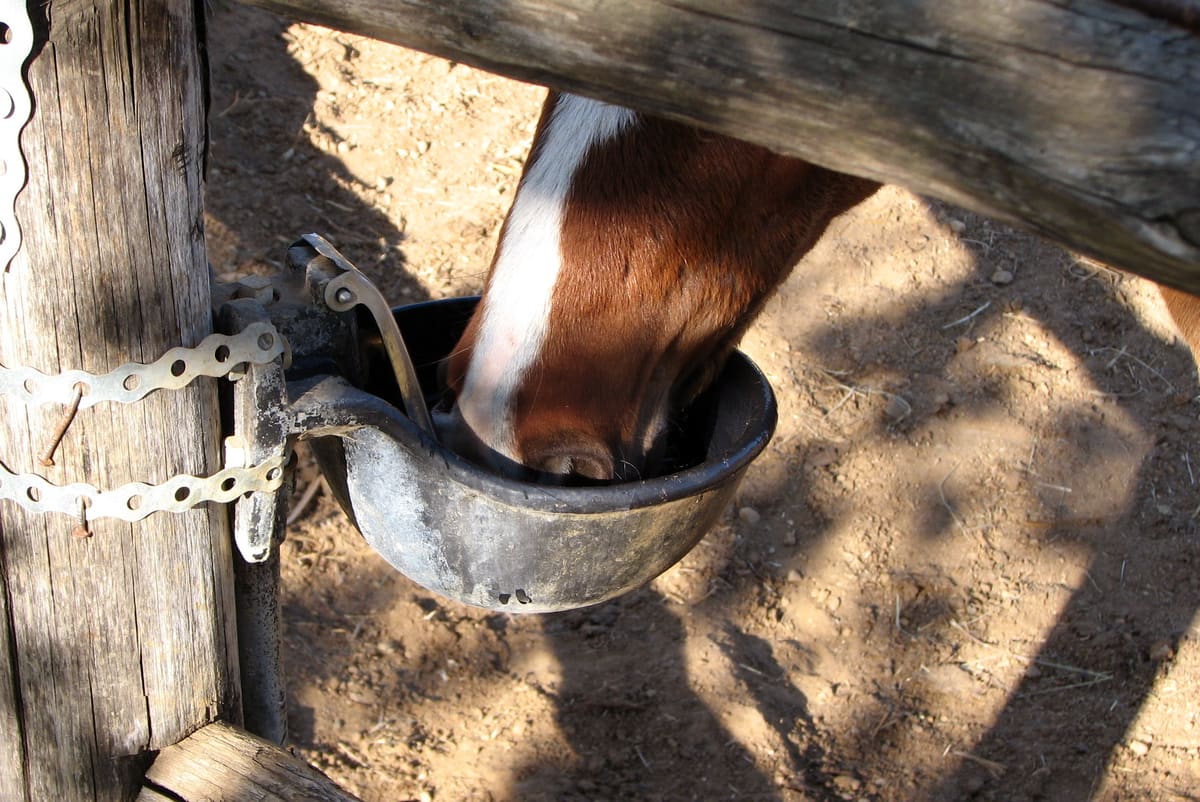 Ein Pferd trinkt aus einem Tränkebecken, das an einem Holzpfosten befestigt ist