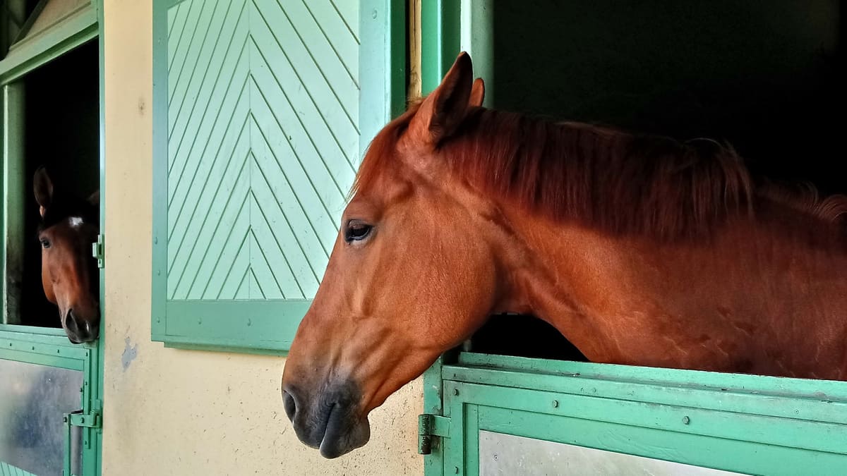 Caballo alazán asomado a la parte superior abierta de la puerta de su box; detrás, a la izquierda, un segundo caballo se asoma desde el box vecino