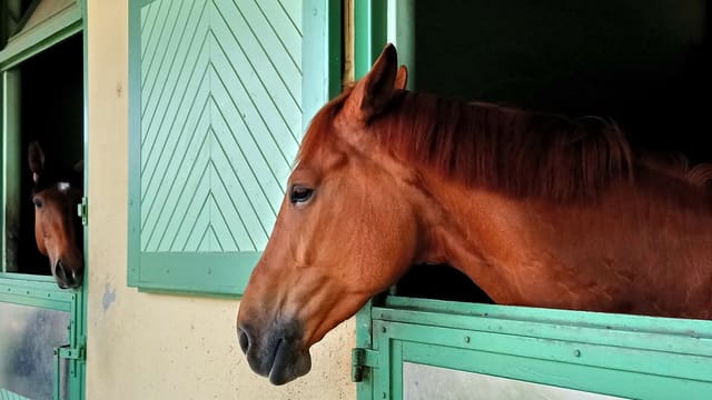 Asma equina: cómo reconocerla y qué ayuda en la cuadra