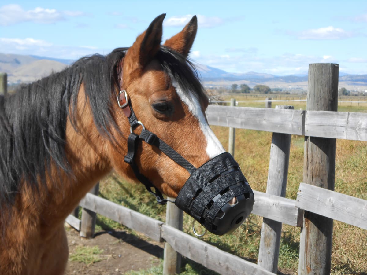 Caballo castaño con una franja blanca en la cara que lleva un bozal de pastoreo negro, junto a una valla de madera, con un prado y montañas al fondo