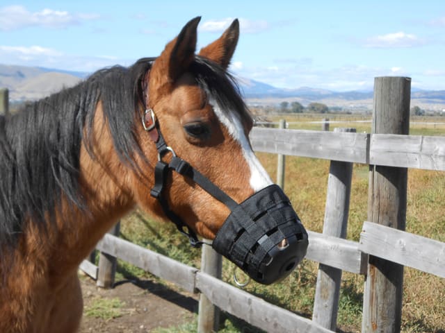 Laminitis en caballos: causas, señales y qué hacer de inmediato