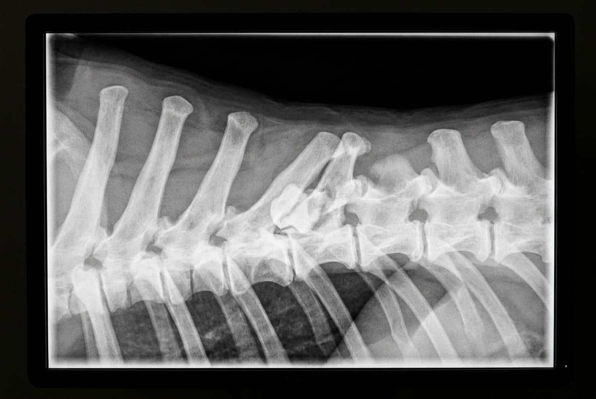 Röntgenaufnahme eines Pferderückens von der Seite: zwei Dornfortsätze berühren sich an den Spitzen (Kissing Spines)