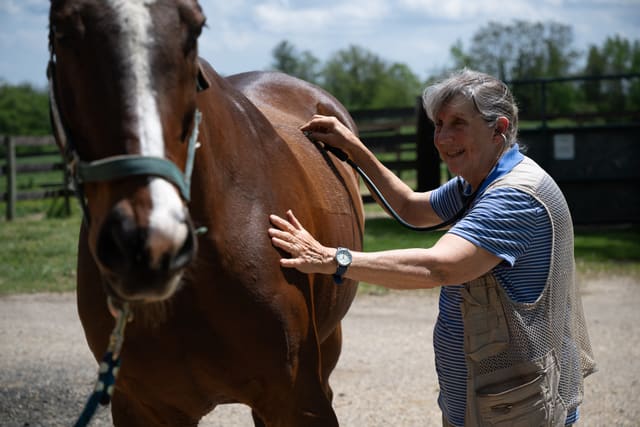 Cólico en caballos: cómo reconocer los signos y qué hacer hasta que llegue el veterinario